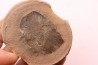 Nodule de fougère: Cyclopteris orbicularis - carbonifère - Mazon creek - Illinois - USA