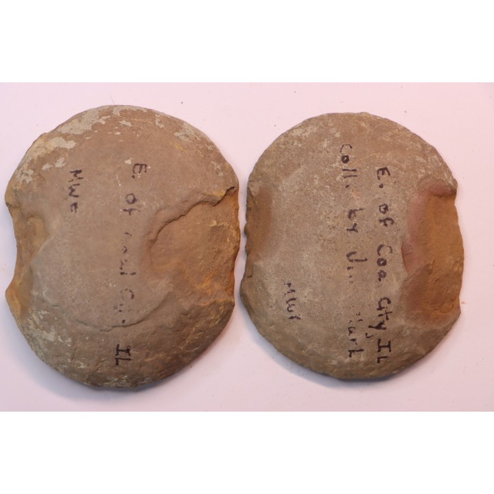 Cyclopteris orbicularis - carboniferous - Mazon creek - Illinois - USA