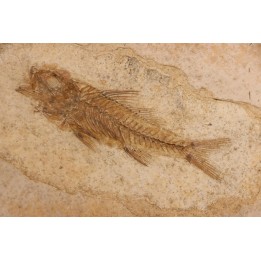 DAPALIS MACRURUS - oligocène de Provence - FRANCE