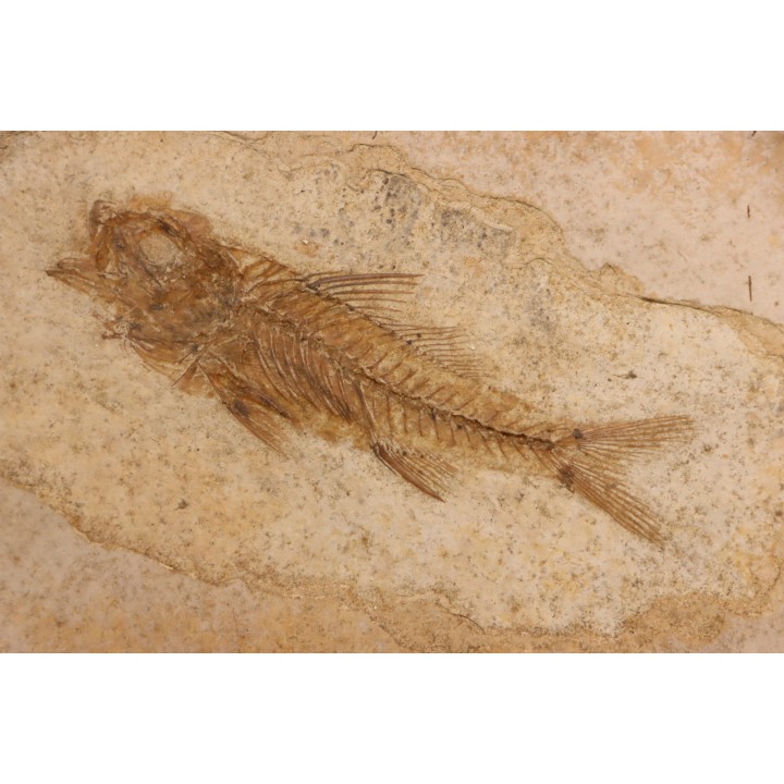 DAPALIS MACRURUS - oligocène de Provence - FRANCE