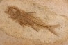 DAPALIS MACRURUS - stampian - Provence - France