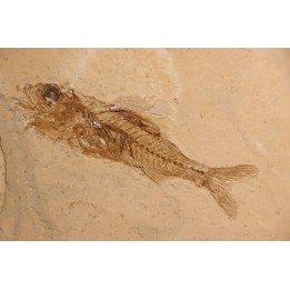 DAPALIS MACRURUS - oligocène de Provence - FRANCE