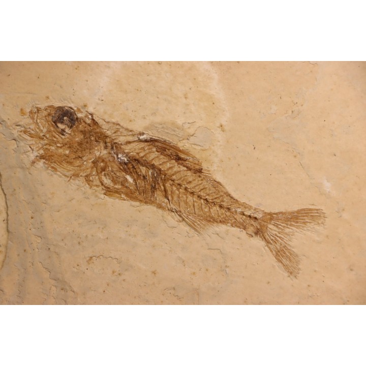 DAPALIS MACRURUS - stampian - Provence - France