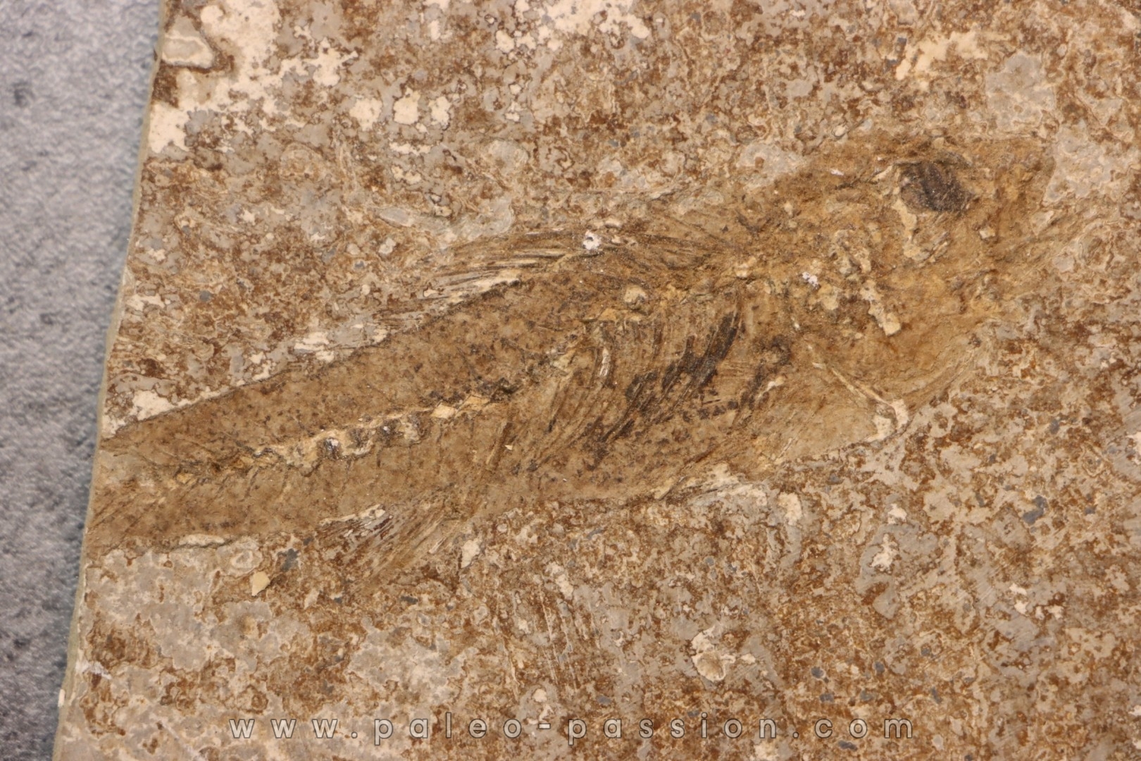 DAPALIS MACRURUS - stampian - Provence - France