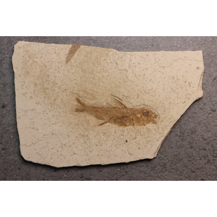 DAPALIS MINUTUS - stampian - Provence - France