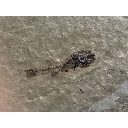 PROLEBIAS GORETI juvenile - Oligocène - Provence - France