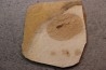 PROLEBIAS GORETI - Oligocene - Provence - France