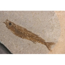 fossile fish :  Hemitrichas vardinis - éocéne - Ales area (30) - France