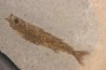 Hemitrichas vardinis - eocene - région de Ales (30) - France
