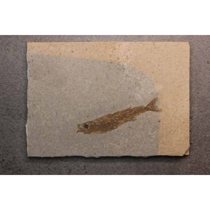 fossile fish :  Hemitrichas vardinis - éocéne - Ales area (30) - France