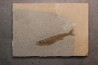 fossile fish :  Hemitrichas vardinis - éocéne - Ales area (30) - France