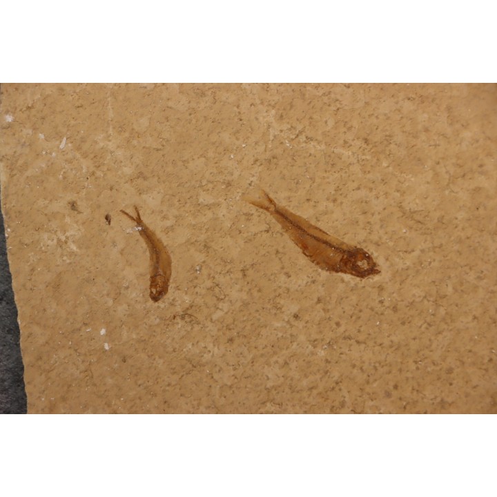 GOSIUTICHTHYS PARVUS - Eocène - green river formation - Farson, Wyoming - USA