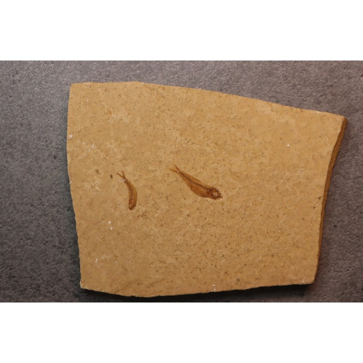 GOSIUTICHTHYS PARVUS - Eocène - green river formation - Farson, Wyoming - USA