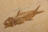AMPHIPLAGA BRACHYPTERA - Eocène - green river fmt - Wyoming - USA