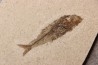 Maurolicus muelleri - lower pliocene - Rimini, Italy