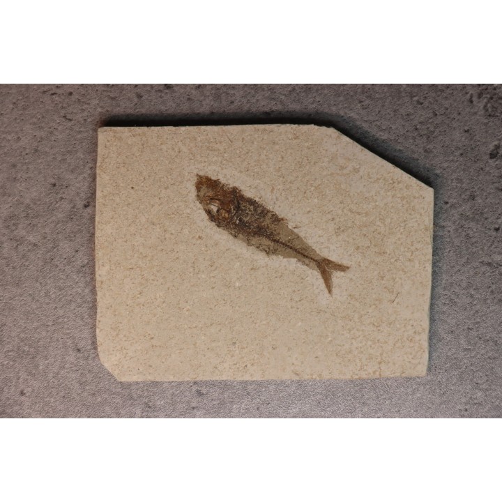Maurolicus muelleri - lower pliocene - Rimini, Italy