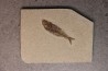 Maurolicus muelleri - lower pliocene - Rimini, Italy