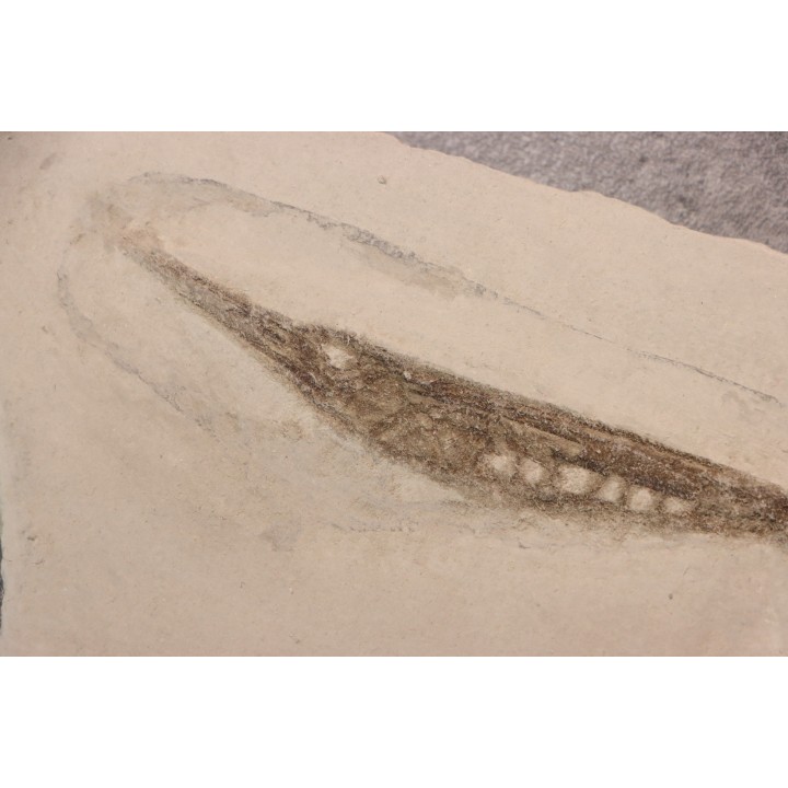 Centriscus strigatus - lower pliocene - Rimini, Italy