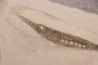 Centriscus strigatus - lower pliocene - Rimini, Italy