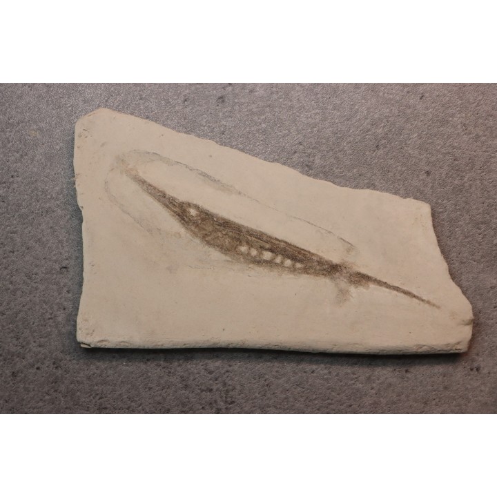Centriscus strigatus - lower pliocene - Rimini, Italy