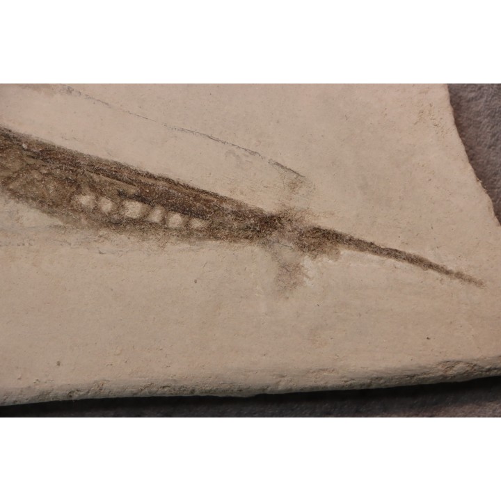 Centriscus strigatus - pliocène inf - Rimini, Italie