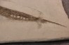 Centriscus strigatus - lower pliocene - Rimini, Italy
