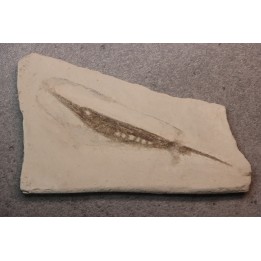 Centriscus strigatus - lower pliocene - Rimini, Italy
