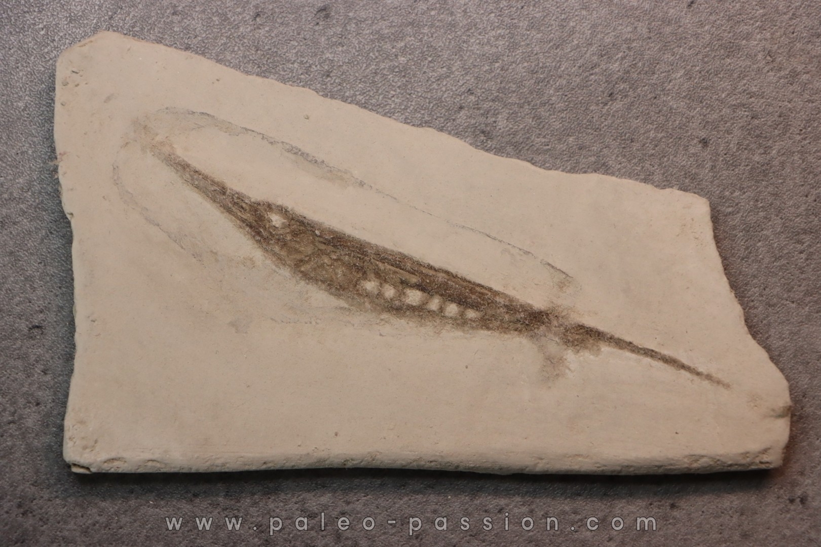 Centriscus strigatus - lower pliocene - Rimini, Italy