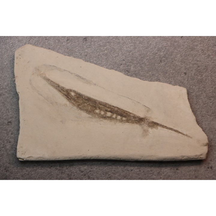Centriscus strigatus - lower pliocene - Rimini, Italy