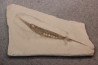 Centriscus strigatus - pliocène inf - Rimini, Italie