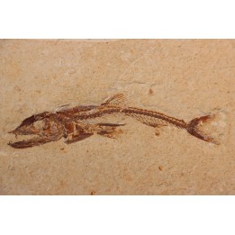 Eurypholys boisieri (Pictet, 1850) - Cénomanian  Hakil - Byblos - LIBANON