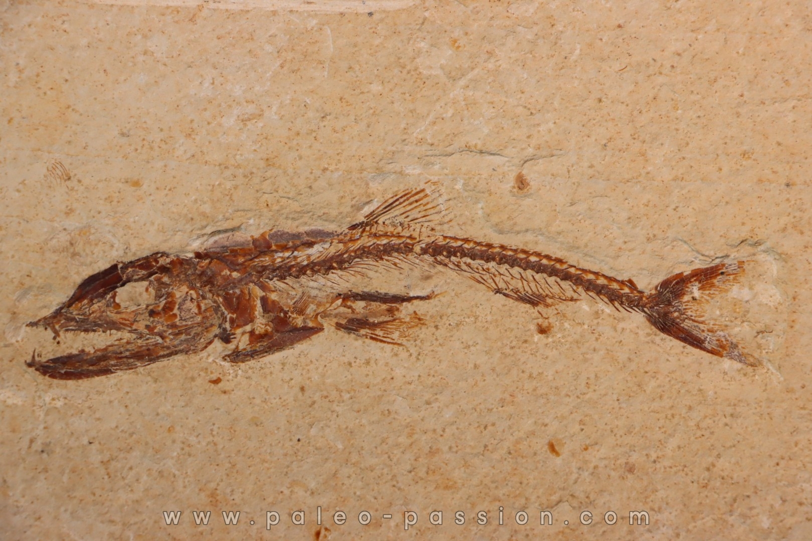 Eurypholys boisieri (Pictet, 1850) - Cénomanien - Haquel - Byblos - LIBAN