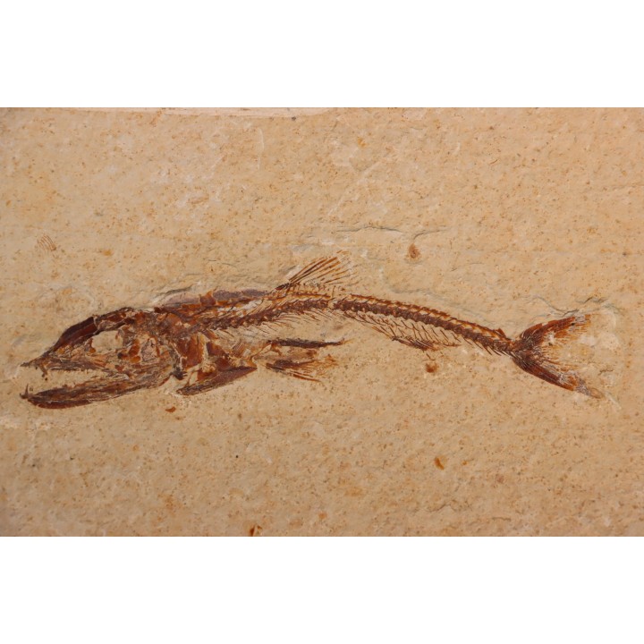Eurypholys boisieri (Pictet, 1850) - Cénomanian  Hakil - Byblos - LIBANON
