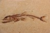 Eurypholys boisieri (Pictet, 1850) - Cénomanien - Haquel - Byblos - LIBAN