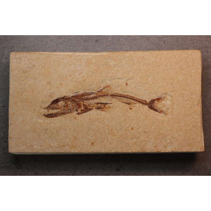 Eurypholys boisieri (Pictet, 1850) - Cénomanien - Haquel - Byblos - LIBAN