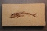 Eurypholys boisieri (Pictet, 1850) - Cénomanien - Haquel - Byblos - LIBAN