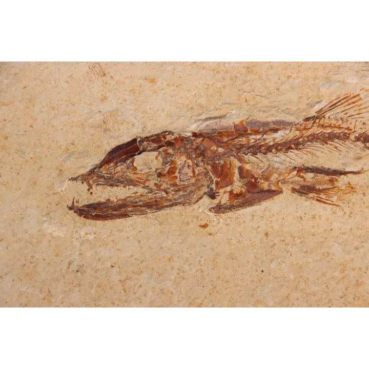 Eurypholys boisieri (Pictet, 1850) - Cénomanian  Hakil - Byblos - LIBANON