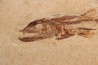 Eurypholys boisieri (Pictet, 1850) - Cénomanien - Haquel - Byblos - LIBAN