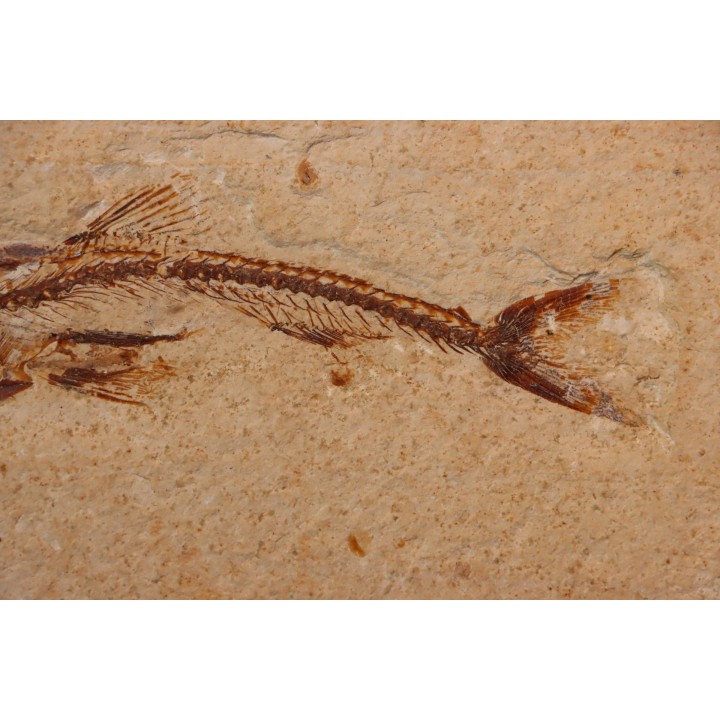 Eurypholys boisieri (Pictet, 1850) - Cénomanian  Hakil - Byblos - LIBANON