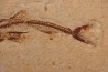 Eurypholys boisieri (Pictet, 1850) - Cénomanien - Haquel - Byblos - LIBAN
