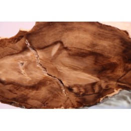 FOSSIL WOOD: CEDAR -Tertiaire - Mc Dermit, Oregon, USA