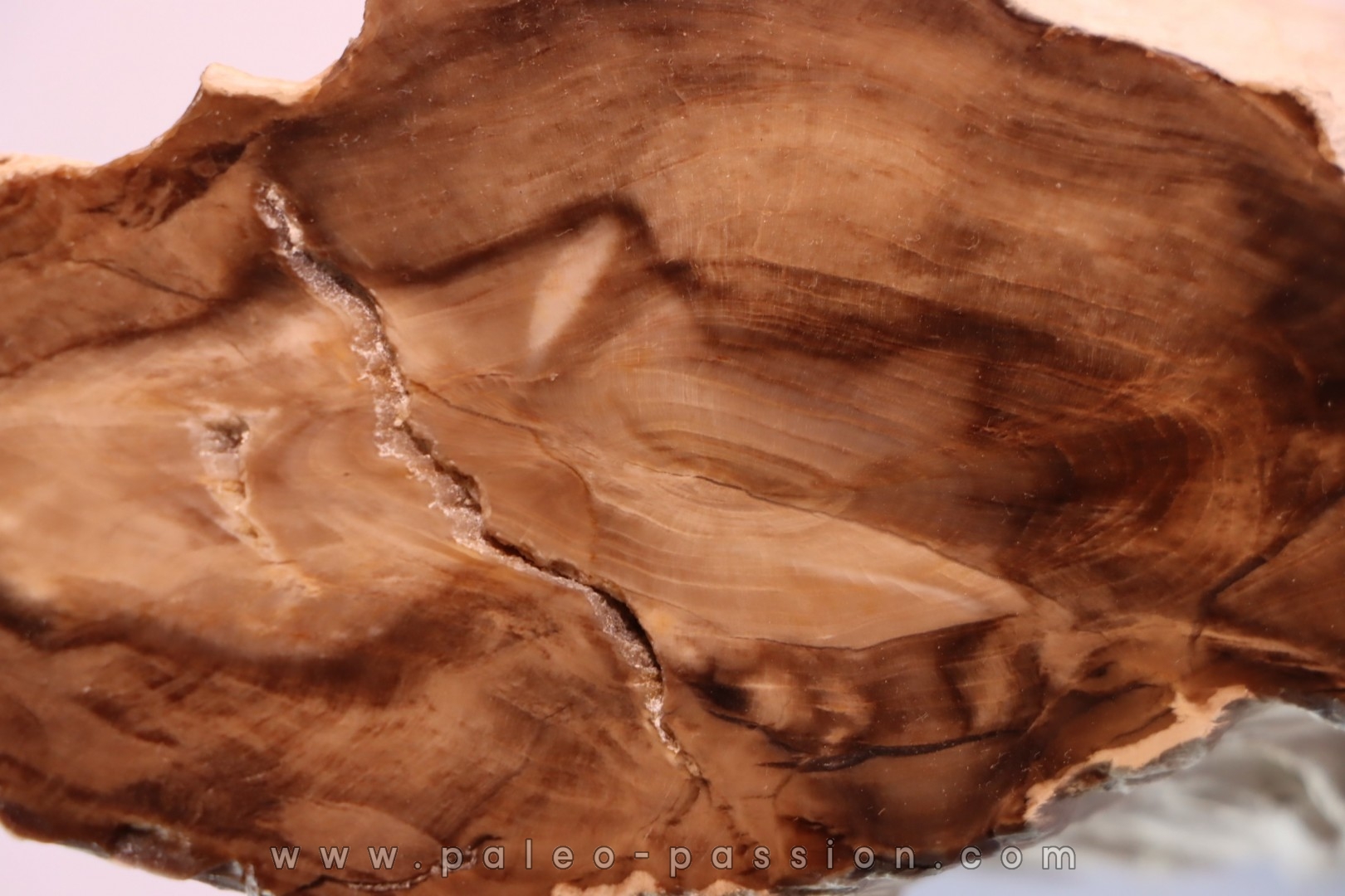 FOSSIL WOOD: CEDAR -Tertiaire - Mc Dermit, Oregon, USA