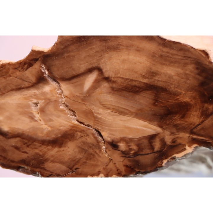 BOIS FOSSILE : CEDRE  -Tertiaire - Mc Dermit, Oregon, USA