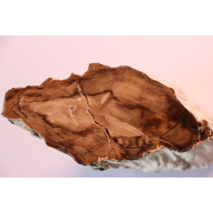 FOSSIL WOOD: CEDAR -Tertiaire - Mc Dermit, Oregon, USA