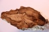 BOIS FOSSILE : CEDRE  -Tertiaire - Mc Dermit, Oregon, USA