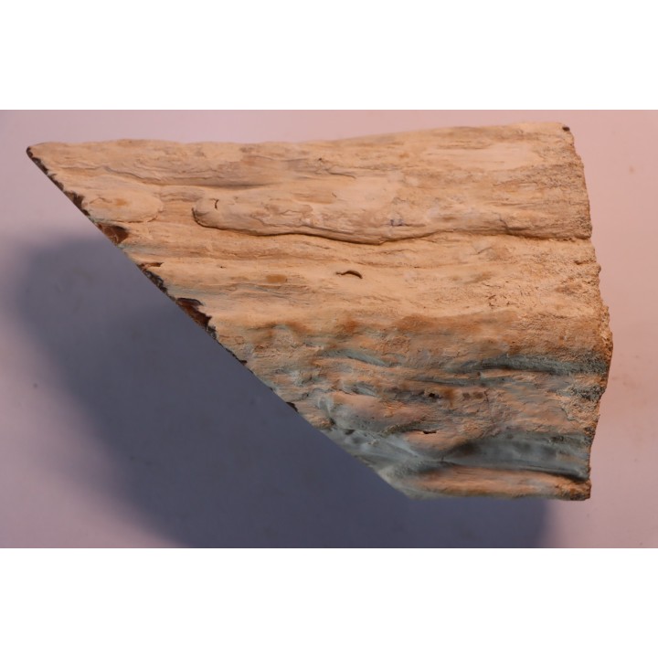 BOIS FOSSILE : CEDRE  -Tertiaire - Mc Dermit, Oregon, USA