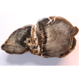 slice of wood - araucaria - Permian - Val de Villé - 67 - FRANCE