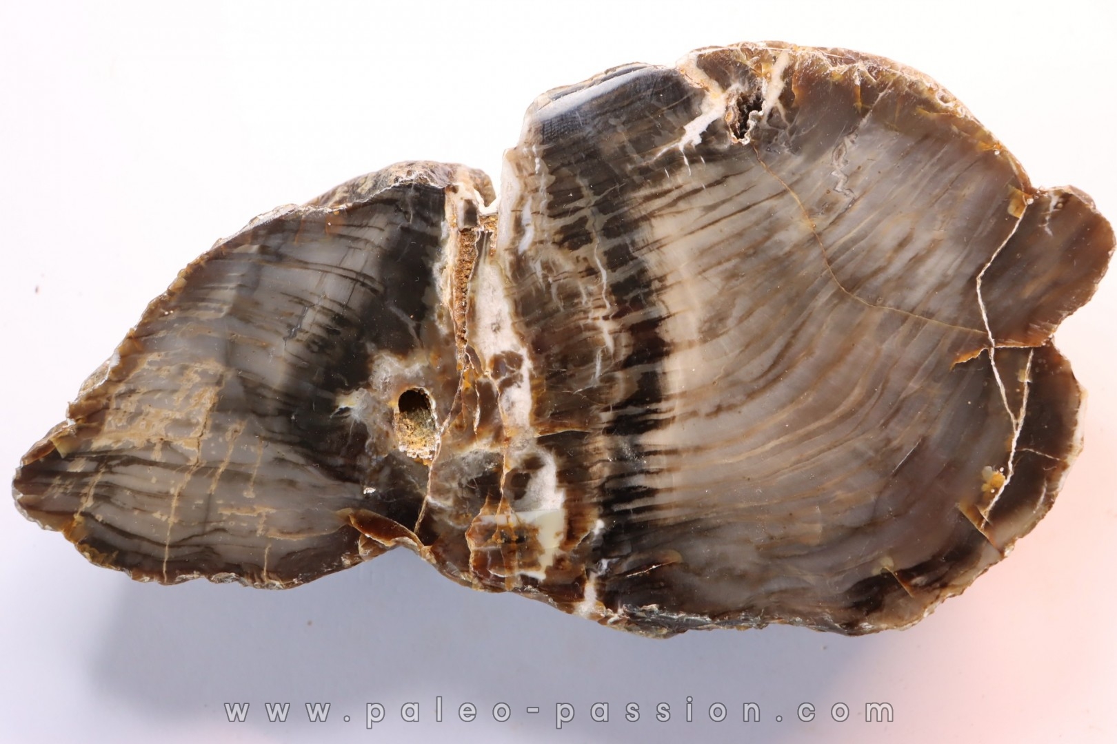 slice of wood - araucaria - Permian - Val de Villé - 67 - FRANCE