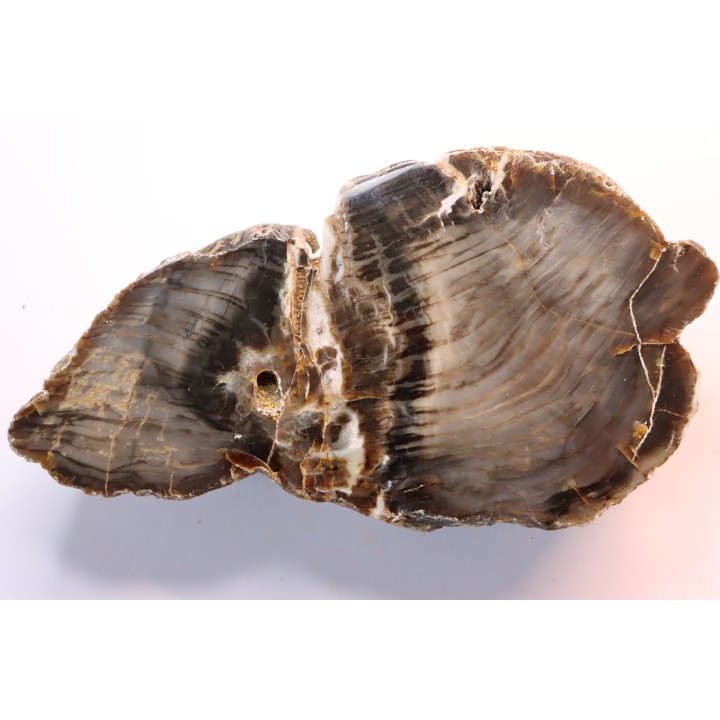 slice of wood - araucaria - Permian - Val de Villé - 67 - FRANCE