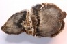 slice of wood - araucaria - Permian - Val de Villé - 67 - FRANCE